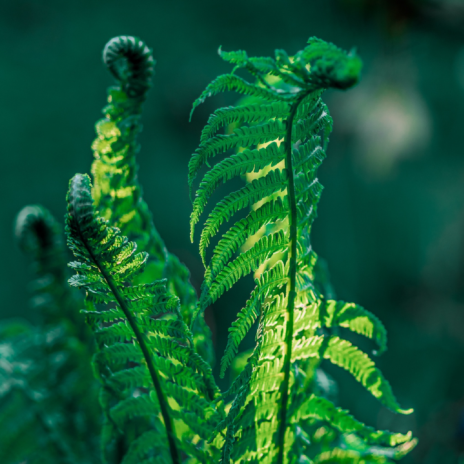 Therapy consultation room