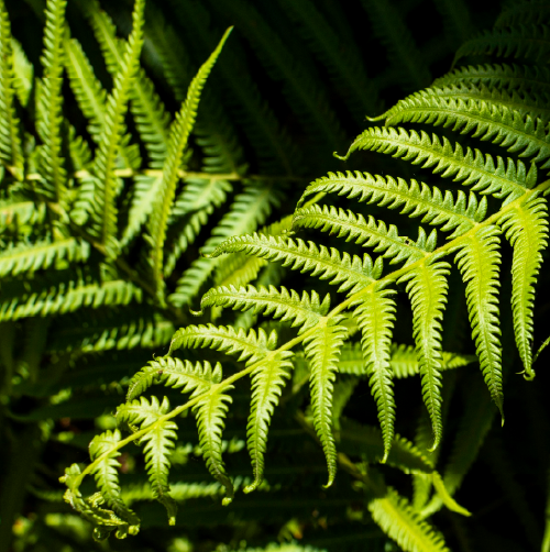 Therapy consultation session